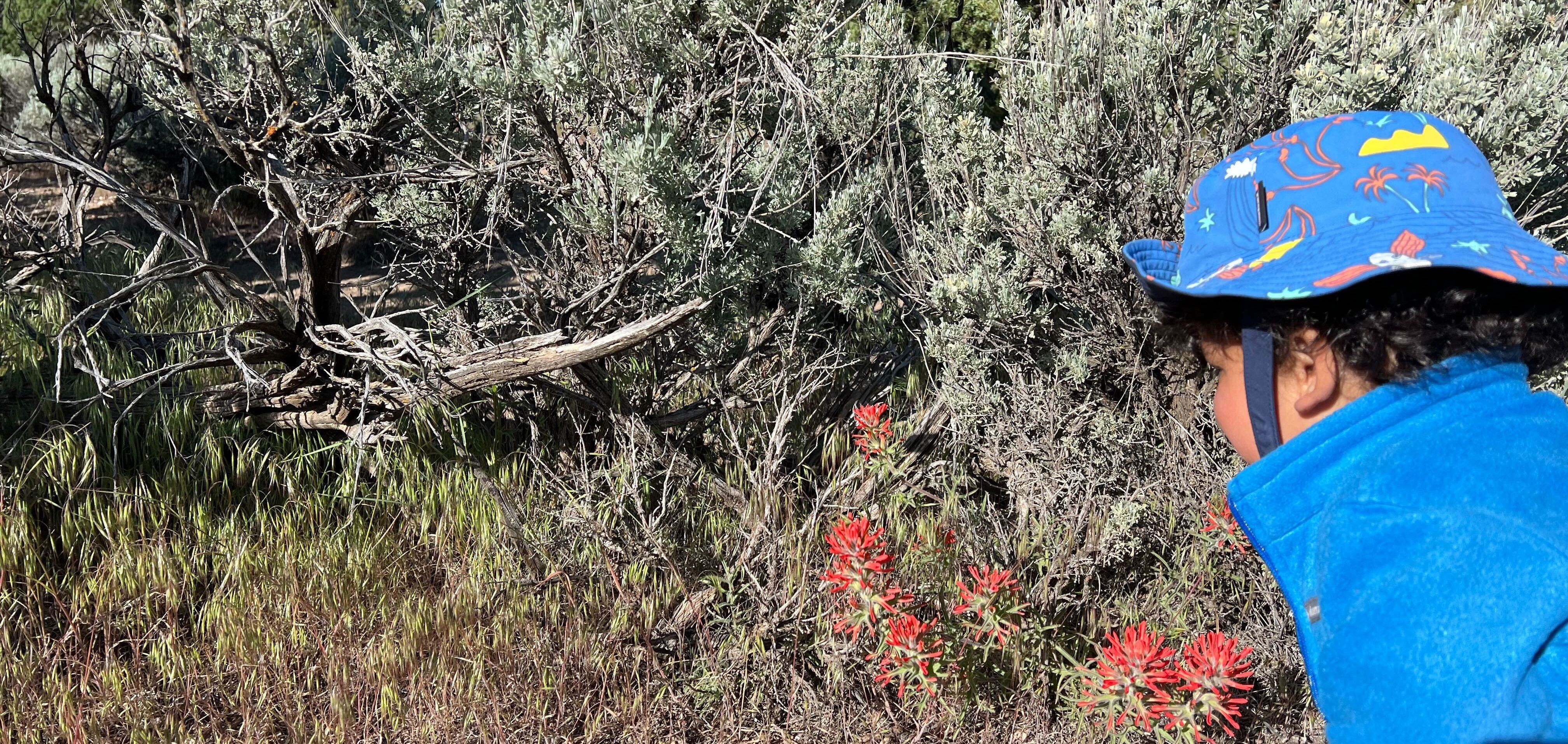 Leo inspecting desert paintbrush, <i>Castilleja chromosa</i>, which is parasitizing Great Basin sagebrush, <i>Artemisia tridentata</i>