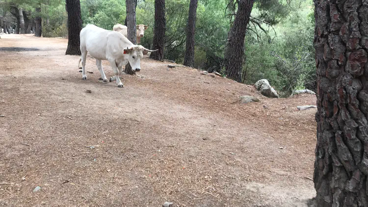 An unexpected encounter in Sierra de Guadarrama National Park.