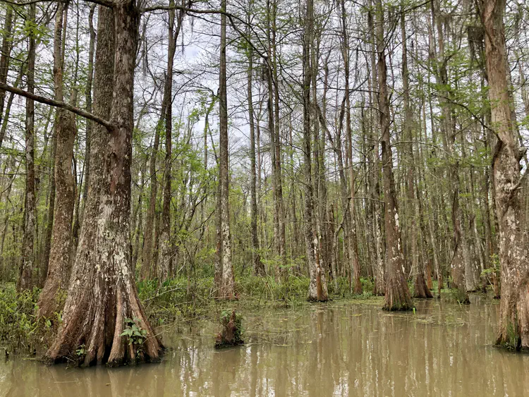 Not to be out done by the big, the black mangroves (*Avicennia germinans*) were also a sight to behold.