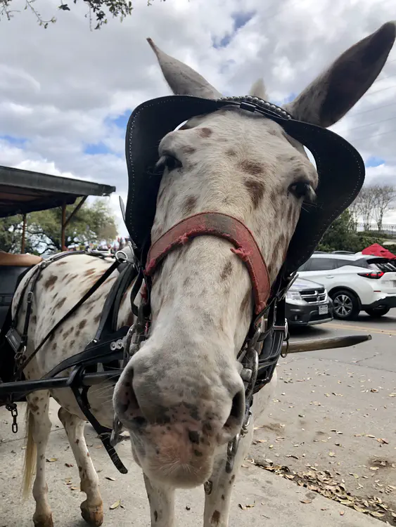 Mules pull carriages around the French Quarter.