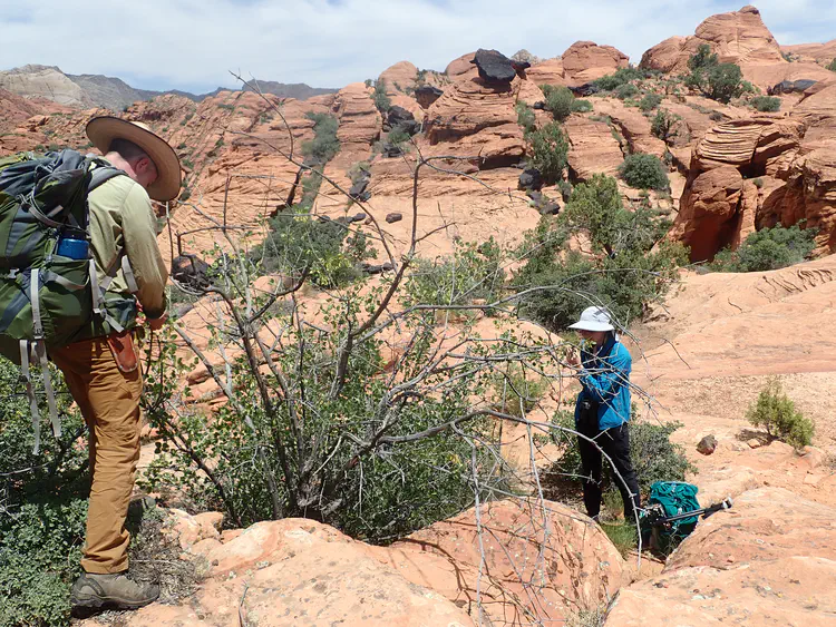 Lab PI Carl and graduate student Julia are looking at a single leaf ash, *Fraxinus anomala*, a genus which you may be surprise to come across in the Mojave Desert!