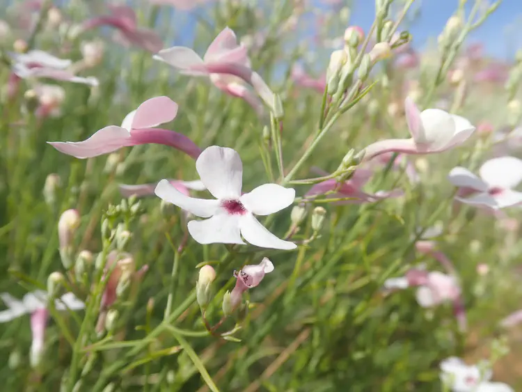 Just dreamy *Penstemon ambiguus*.