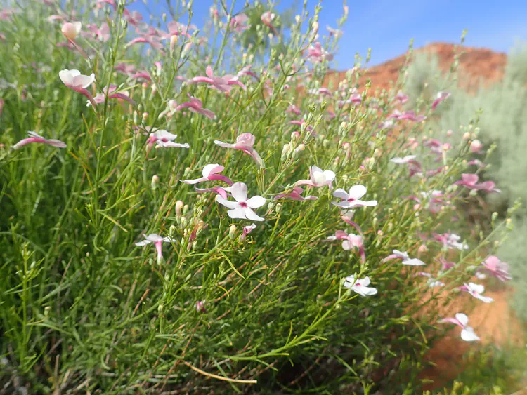 Just dreamy *Penstemon ambiguus*.