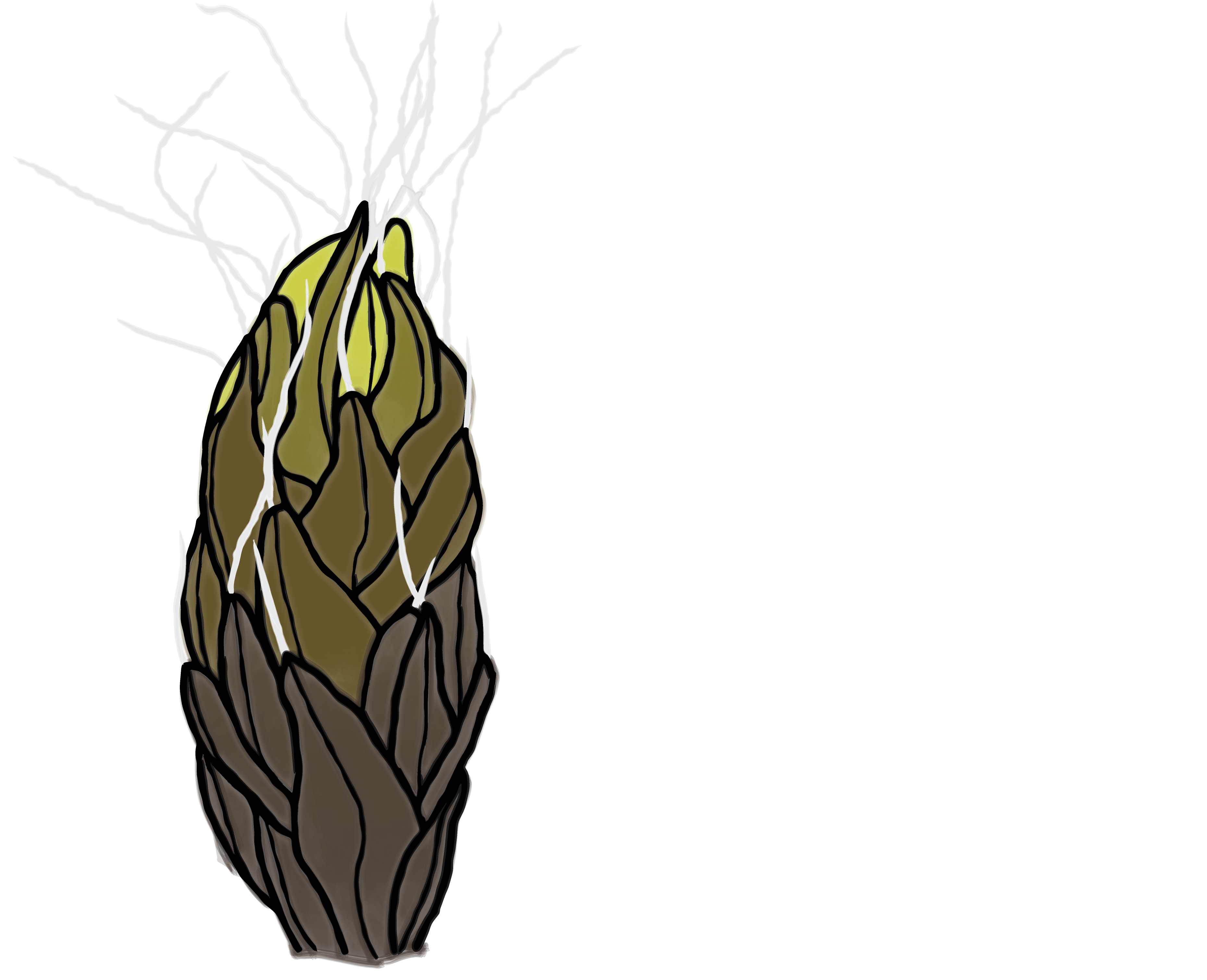 Illustrated Syntrichia caninervis moss shoot