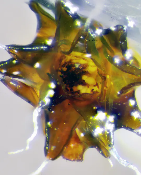 Ecology, Evolution & Reproductive Strategy
