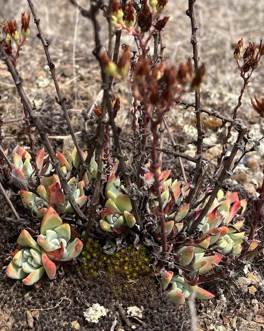 Microbial Ecology & Symbiosis