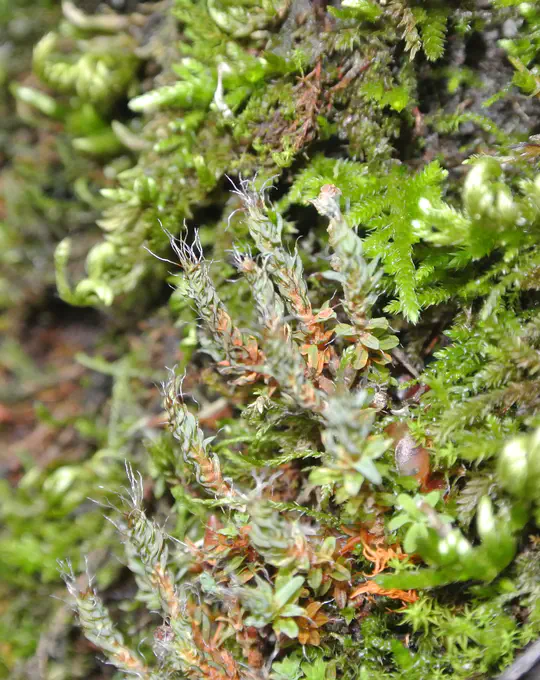 Plant Physiology & Climate Adaptation