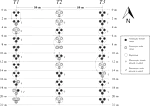 Multiple factors influence population sex ratios in the Mojave Desert moss 𝙎𝙮𝙣𝙩𝙧𝙞𝙘𝙝𝙞𝙖 𝙘𝙖𝙣𝙞𝙣𝙚𝙧𝙫𝙞𝙨